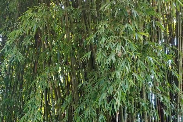 枣庄饮料产品研发设计方案